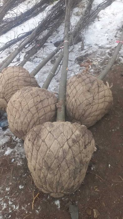 сосны .лиственные деревья