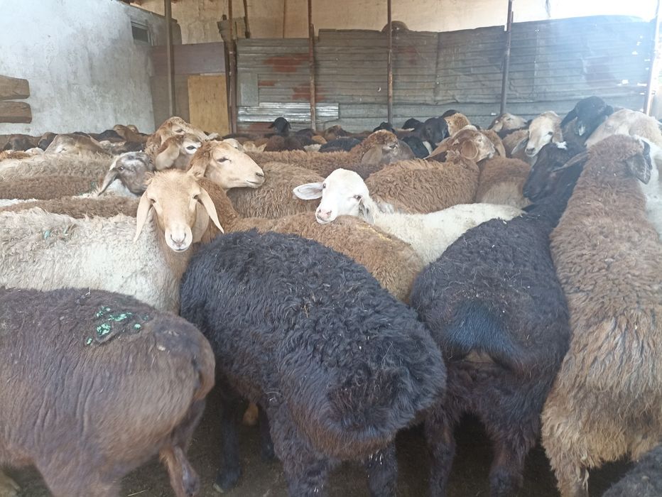 Кой токты кой кой бараны