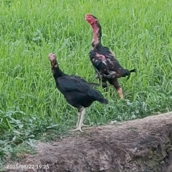 Sotiladi aybi yoʻq  tovuqni zoti o shamo xoʻrozni zoti kares