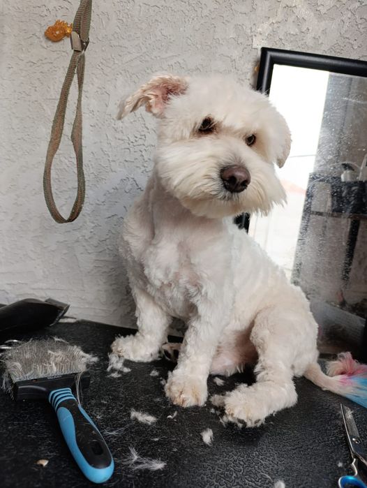 Frizerie canina /Tuns căței  talie mica