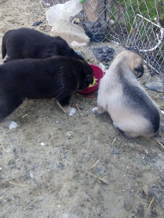 Căței spre adoptie