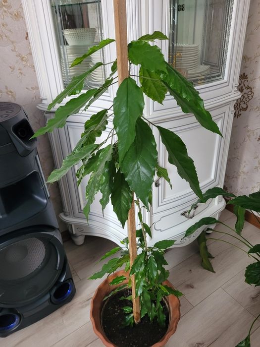 Комнатный цветок