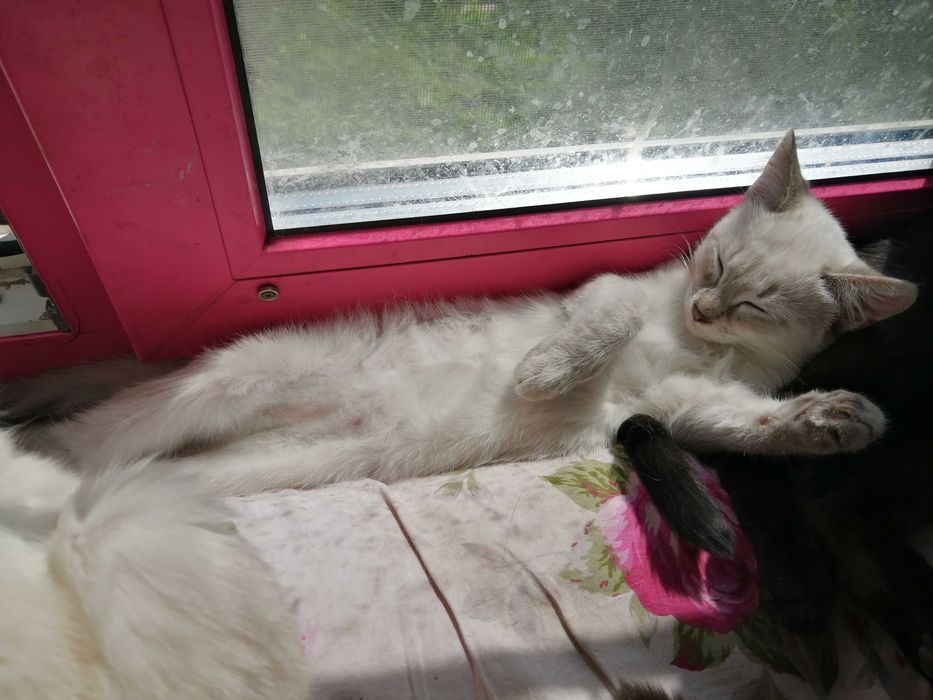 Тайский котенок – окрас Silver Point