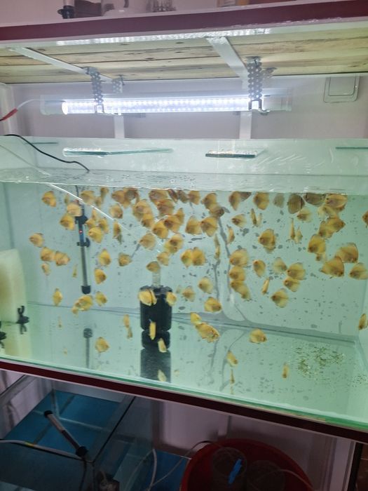 Pești discus de vanzare