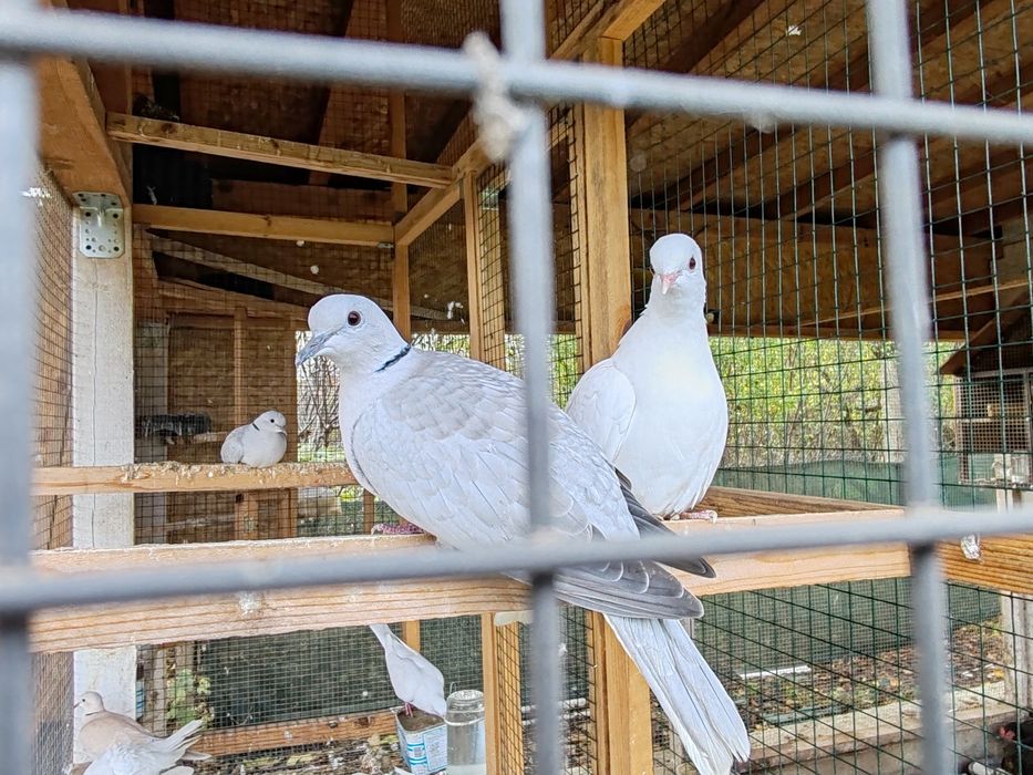 Продавам смеещи гугутки