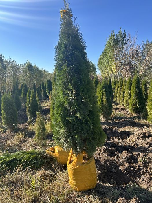 Саженцы көшеттер барлығы бар