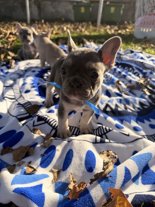 Чистокръвни Френски Булдочета