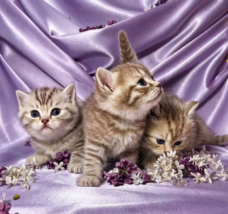 Шотландские котята Скоттиш-страйт