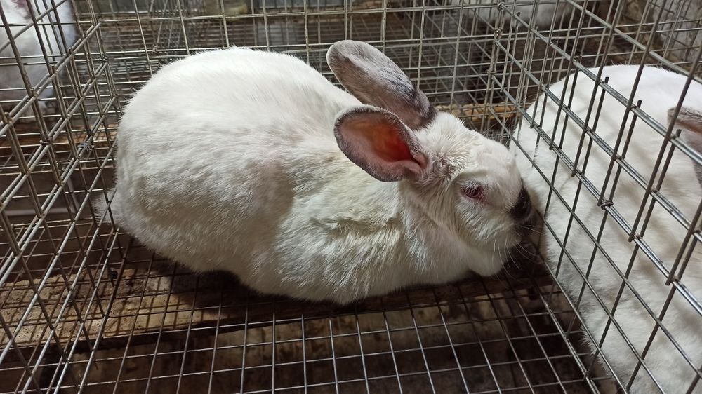 Assalomu alaykum Kaliforniya zotli quyonlar sotiladi. Narxi 350 soʻmda