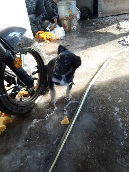 Отдам щенков срочно, девочки