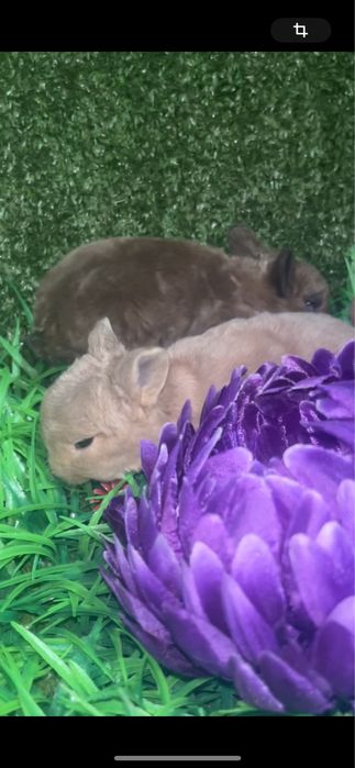 Кролики Рекс разных окрасов