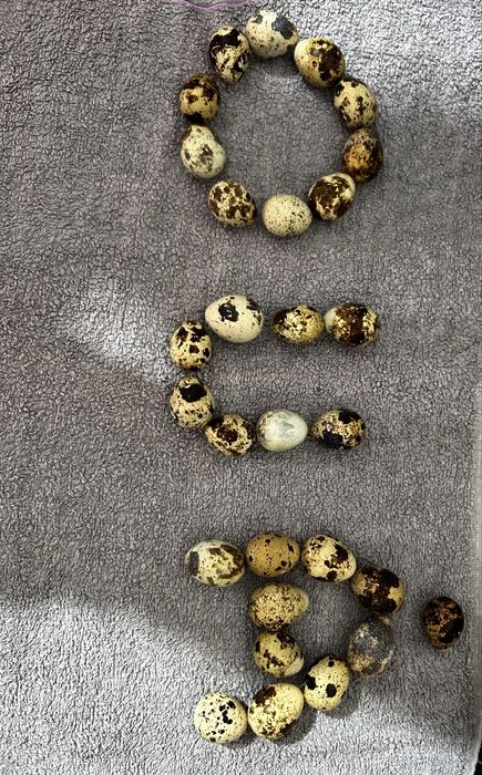 Vand oua de prepelita