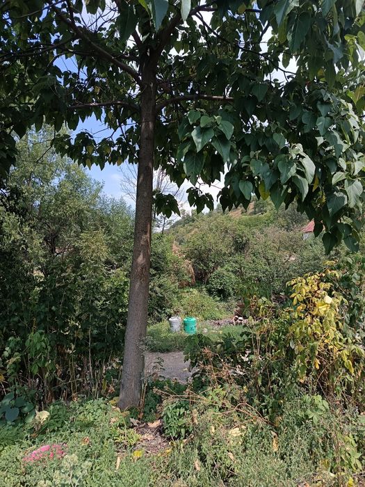 Butași de pawlounia de vânzare