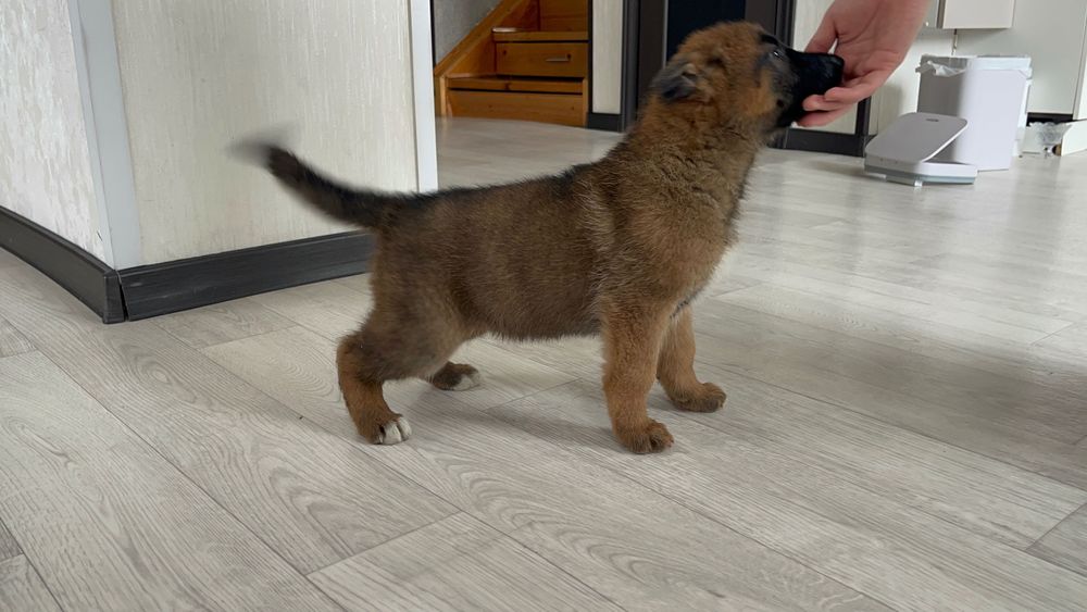 Готовы к продаже , Щенки немецкой овчарки