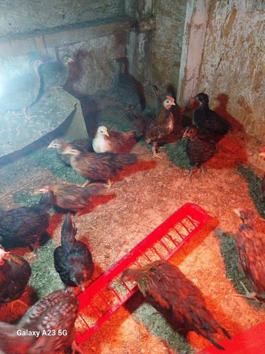 Vand iepuri rate gaste pui rățele mici bibilici