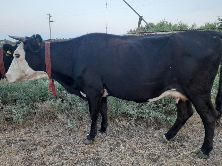Продам корову с телёнком