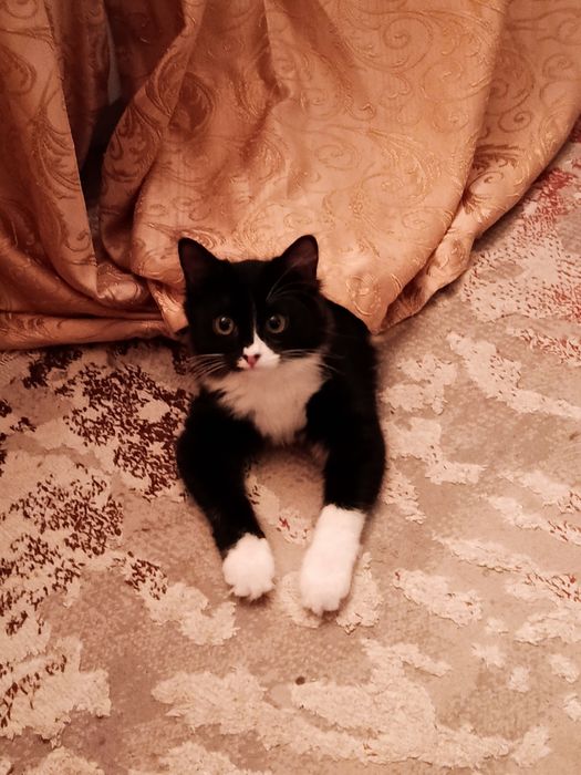 отдам котенка даром