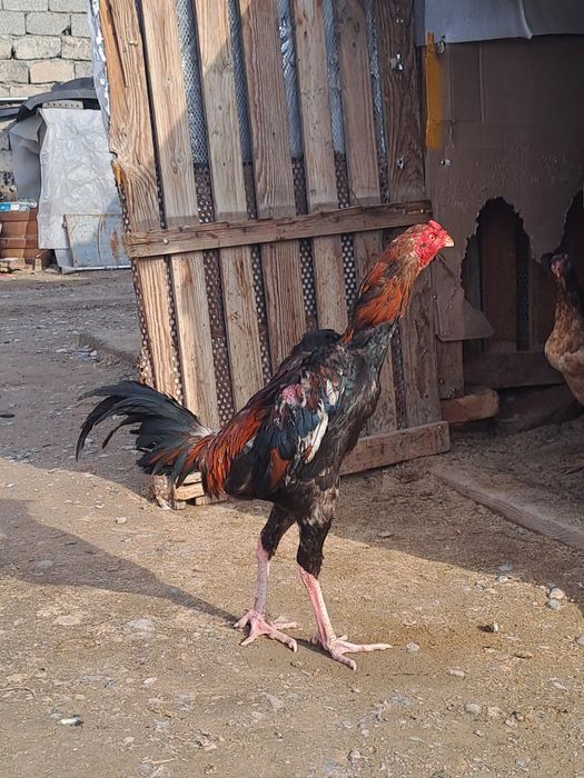 Бойцовский дакан