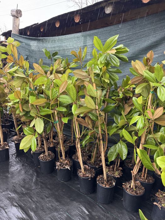 Магнолия Грандифлора(Grandiflora) - вечнозелена