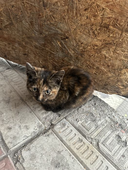 Отдам котенка срочно