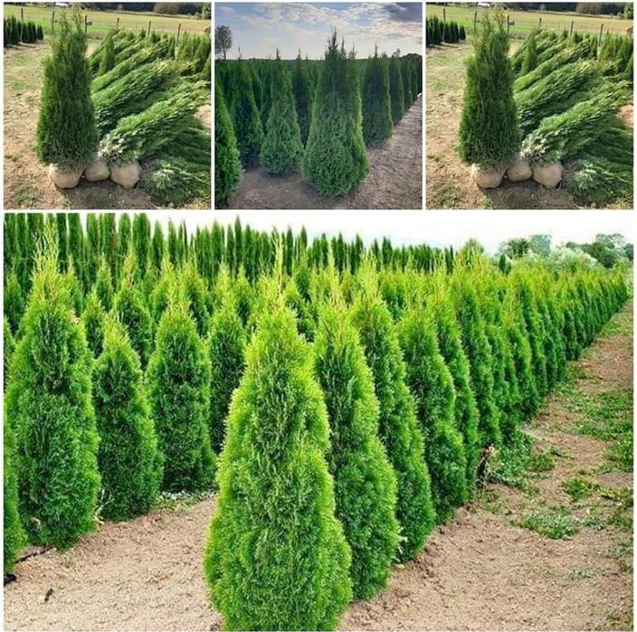Leylandii gard viu, Chiparos Leylandii, Leylandri gard viu vesnic.