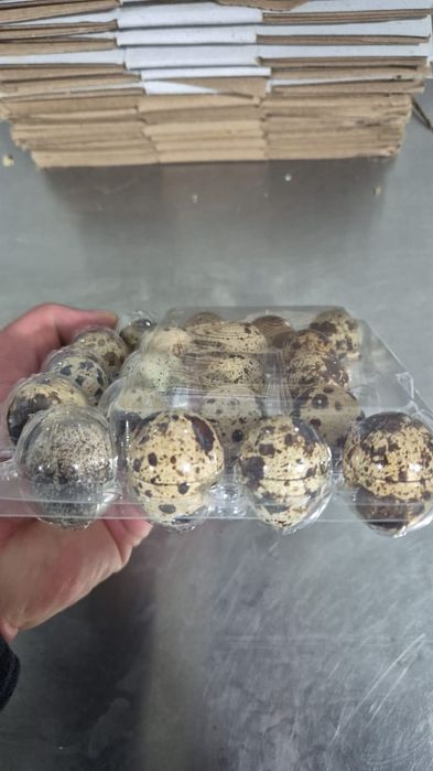 Перепёлка 1500тг 1шт,