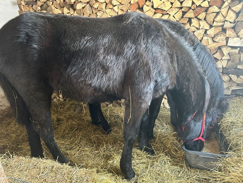 Mânz 8 luni metis din semigreu cu Huțul preț negociabil