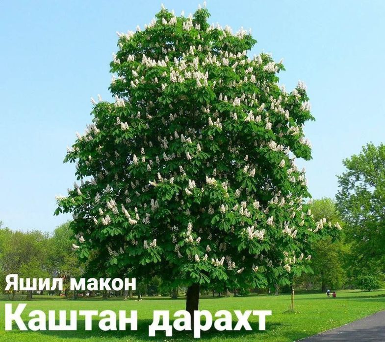 Sifatli manzarali ko‘chatlar bor.