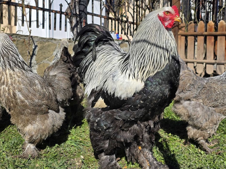 Продавам разплодни яйца от Сребърна Брама [Dark Brahma]