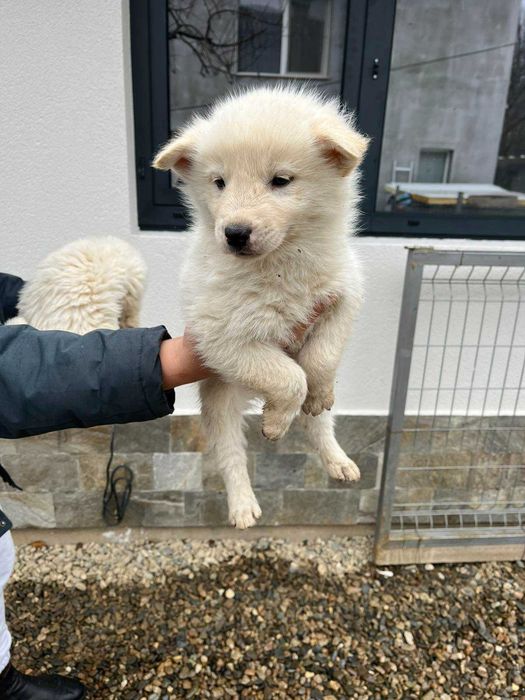 Подарявам кученца