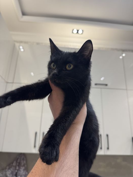 Отдадим котенка