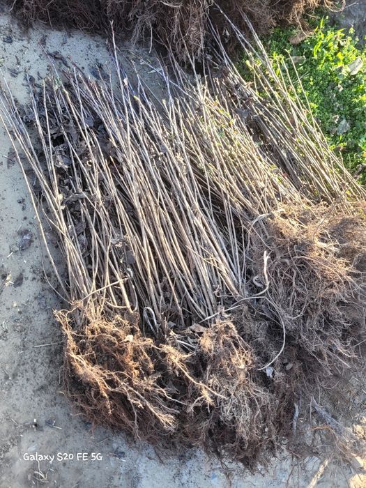 Aluni tonda romana, valcea 22 si alte soiuri pentru plantatii livrare ro