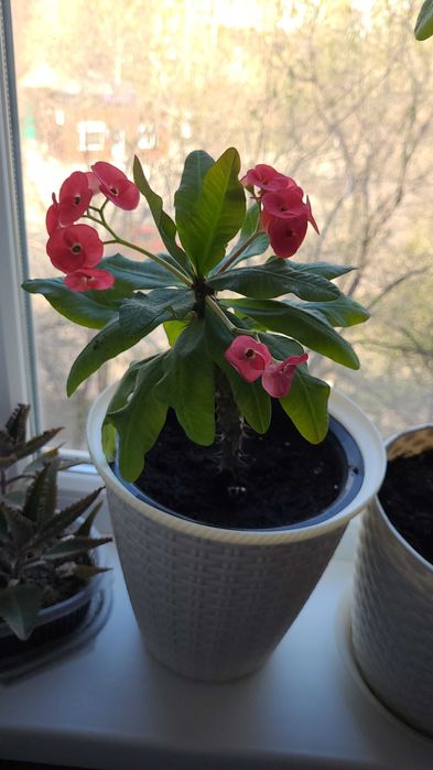 Молочай цветущий