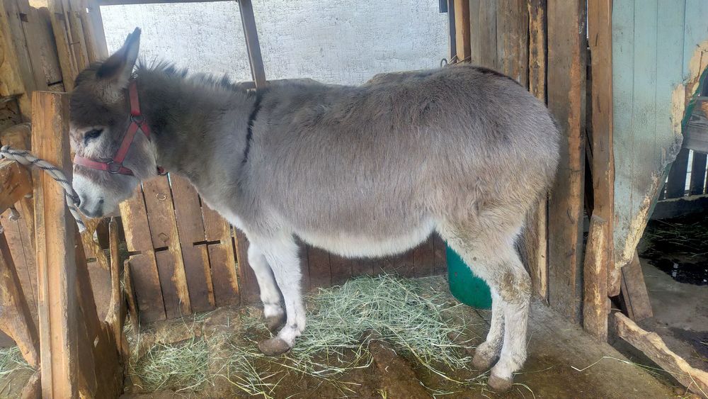 Продам двух ослиц