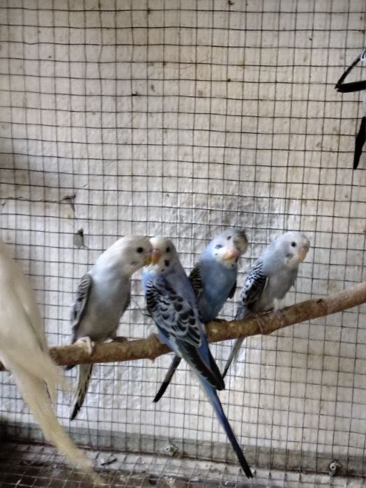 Продаются молодые и взрослые волнистые попугаи