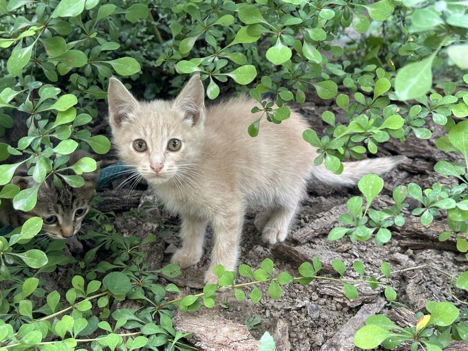 Отдам котят (3) в добрые руки