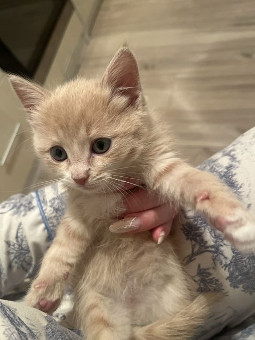 Котенок в хорошие руки
