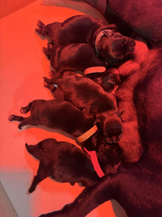 Стафордшир бул териер/ Stafordshir bull terrier