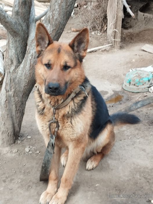 Чисти неметски апчарка