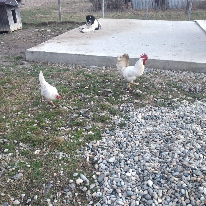 Vînd ouă, pentru incubat, rasa de găini Leghorn și un cocoș tot Leghor