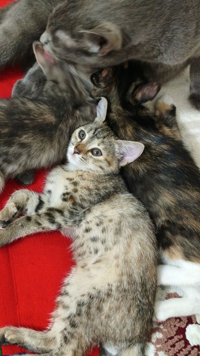 Котята в добрые руки