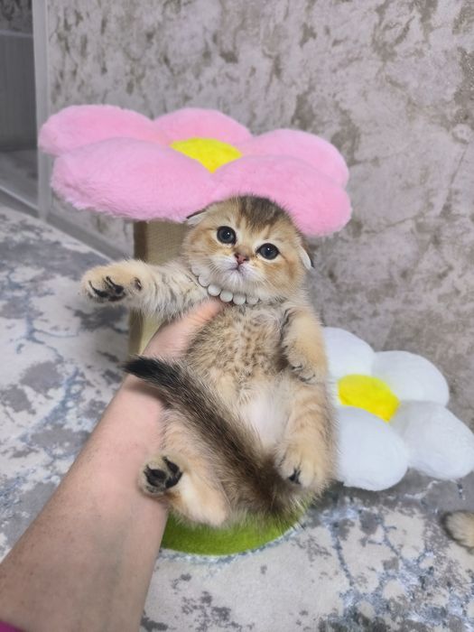 Котята Скоттиш фолд