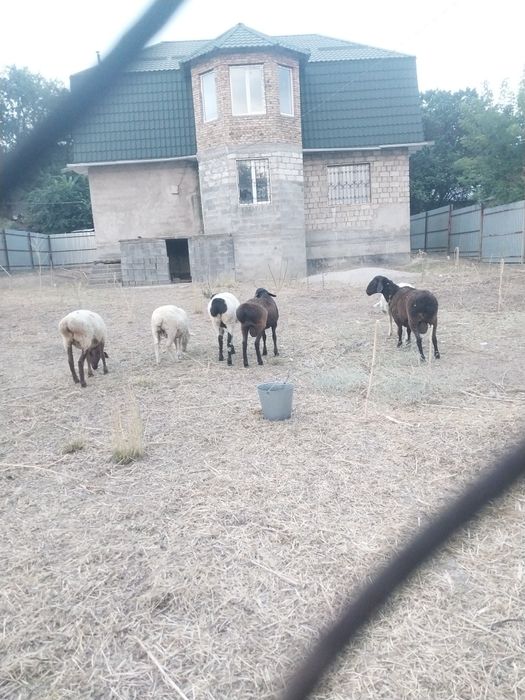 В продаже имеются  кошкары