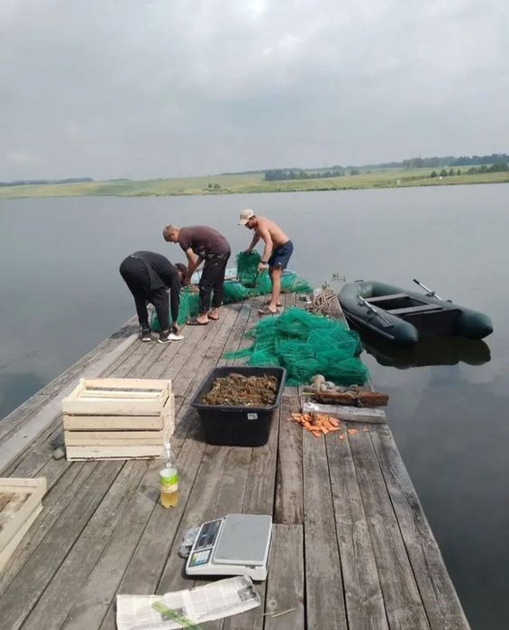 Раки живые вареные раки