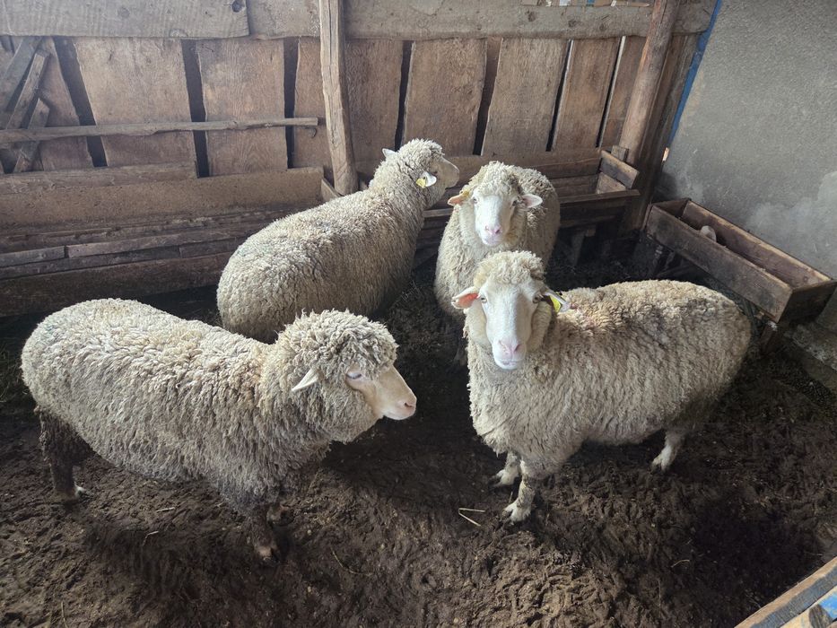 Бараны қой тоқты баран