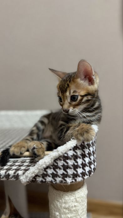 Бенгальские котята