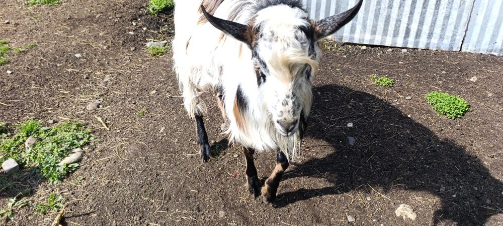 Vând Țap Metis tânăr