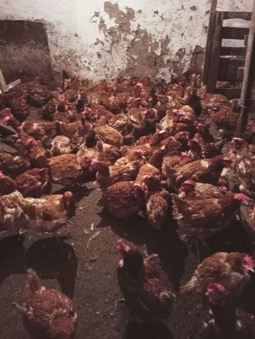 Ломан Браун, куры несушки