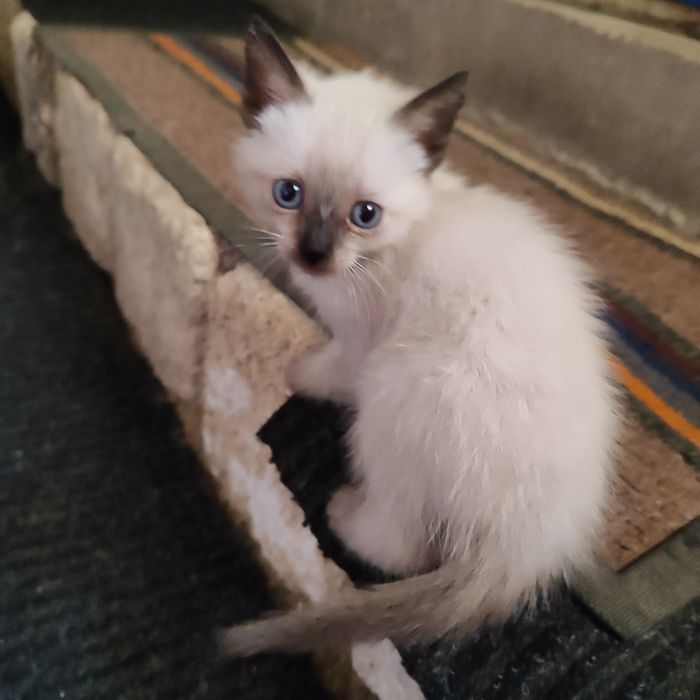 Отдадим котят бауырластар 2