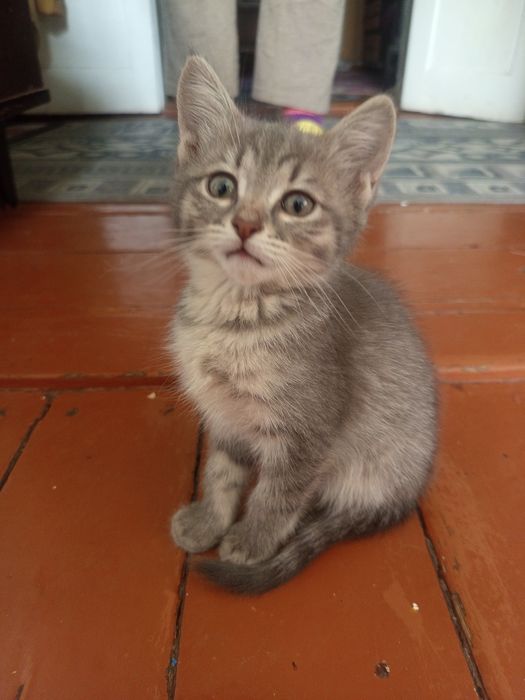 Милые Котята,даром